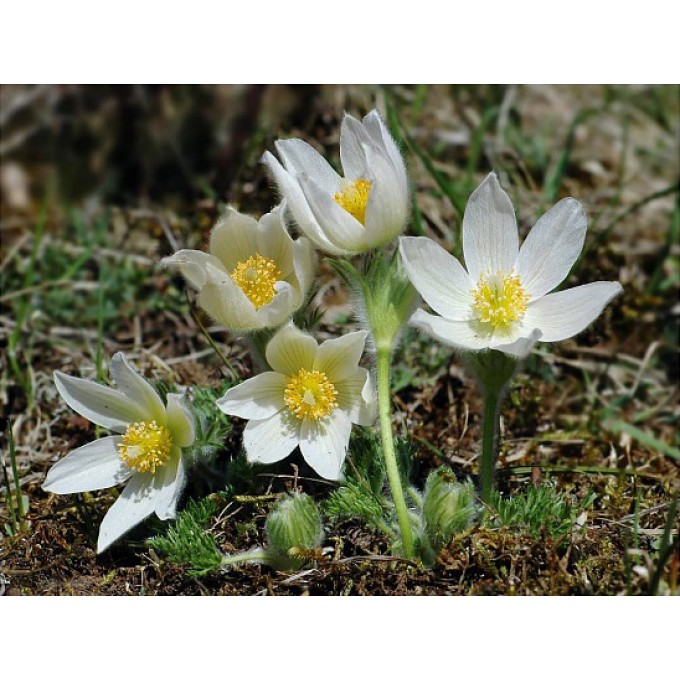 White Bells, сон-трава,1шт