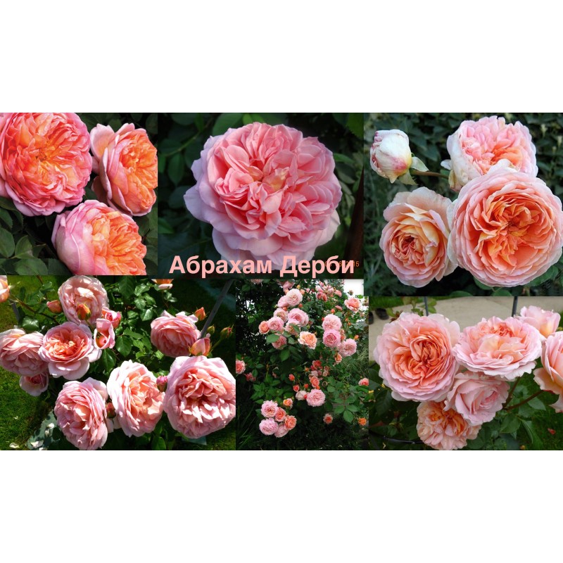 Abraham Darby, роза английская,1шт