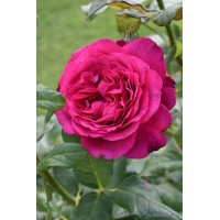 Johann Wolfgang von Goethe Rose, роза чайно-гибр