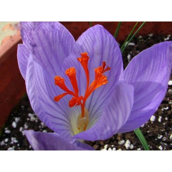 Speciosus Conqueror (Конгуэрор), крупноцветковый осенний крокус, набор,3шт